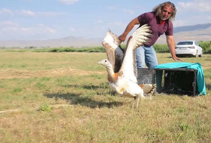 Van'da tedavisi tamamlanan toy kuşu doğaya salındı