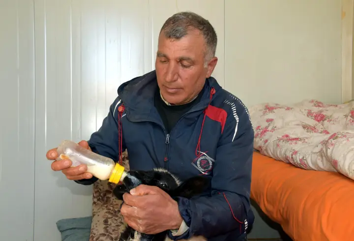 Annesi ölen 20 günlük kuzuyu evinde biberonla besliyor