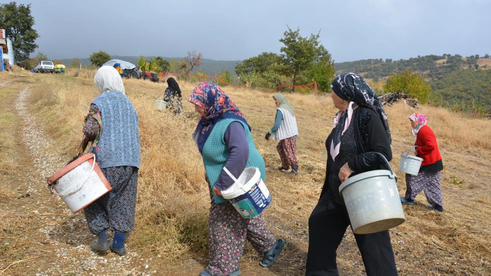 Bölgenin Geçim Kaynağı Oldu: Araziden Toplayıp İlaç Ve Kozmetik Devlerine Satıyorlar