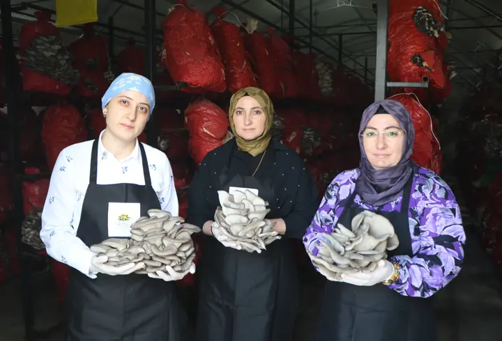 Samsun'da girişimci kadınlar yılda 60 ton istiridye mantarı üretiyor