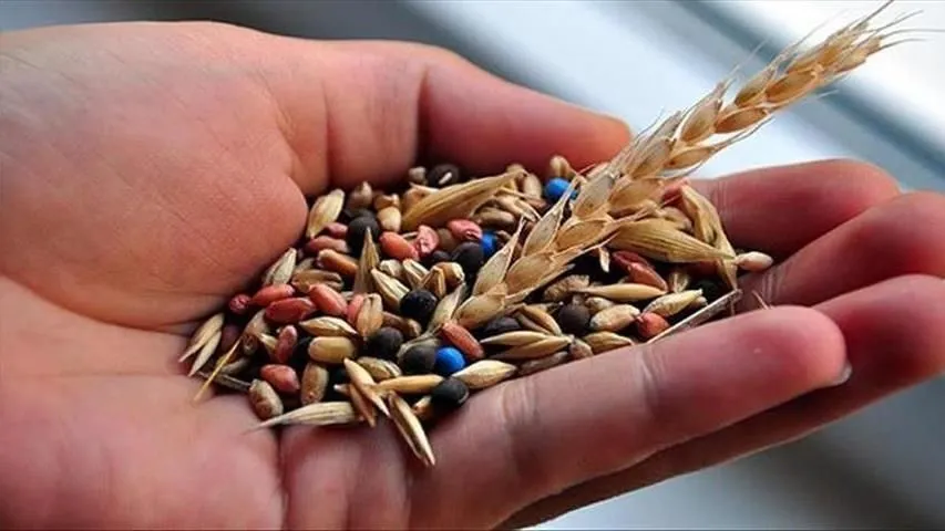 Muğla'da üretilen 22 milyon yerel tohum 81 ildeki üreticilere ulaştırıldı
