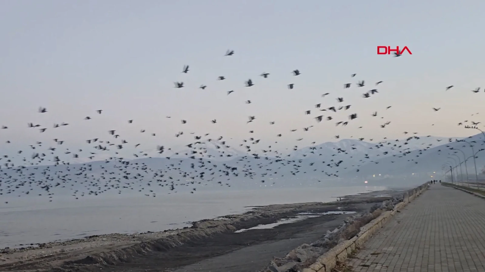 Bitlis'te gökyüzünde karga yoğunluğu: O anlar kamerada