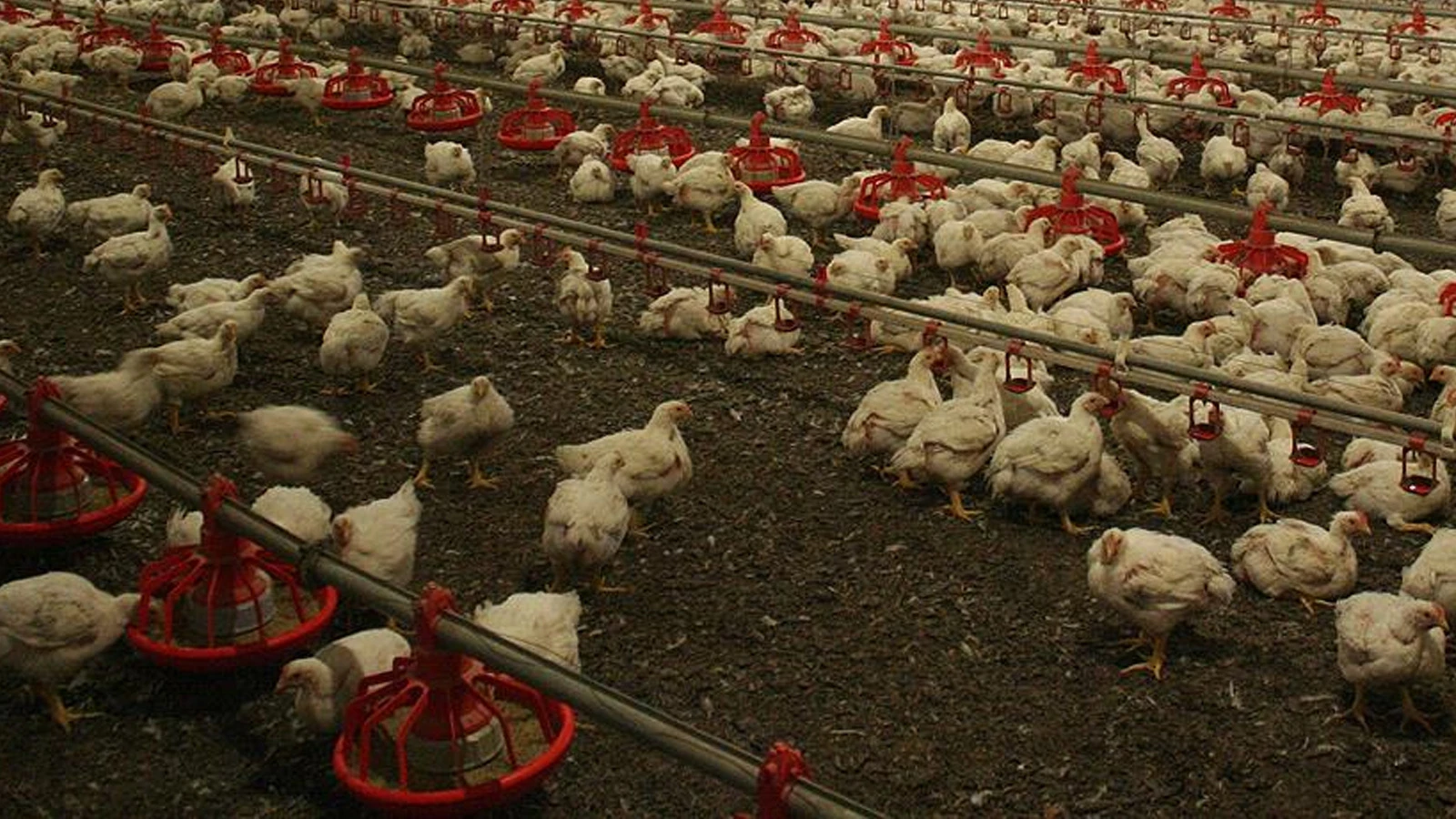 İspanya’da tüm kümes hayvanlarına karantina kararı!