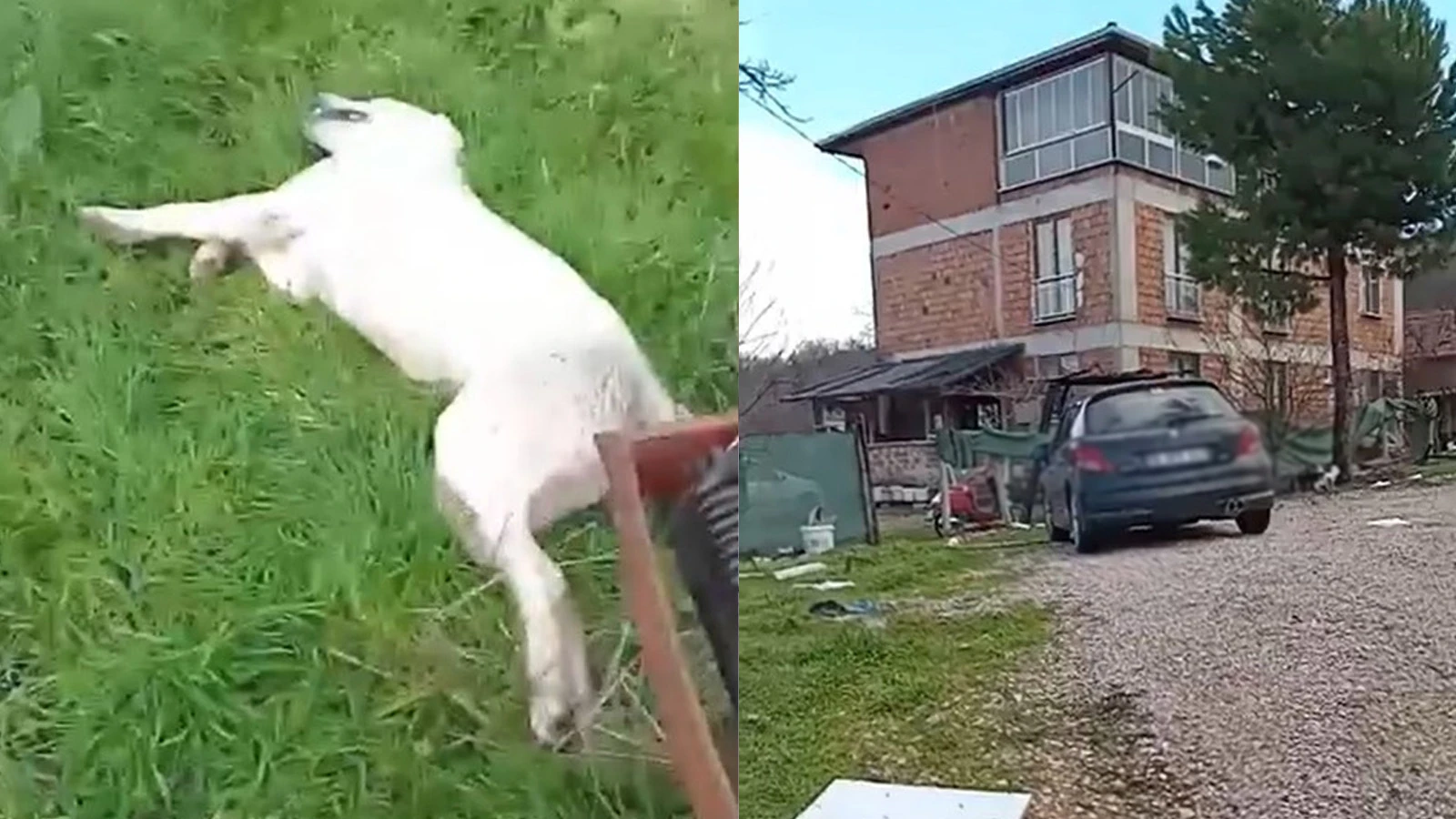 Yer: Bursa! Bahçesine giren köpeği tüfekle vurup katletti
