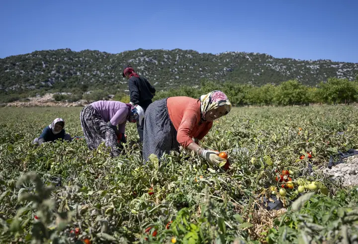 Mersin’de üreticiye yüzde 70’i hibeli domates fidesi desteği