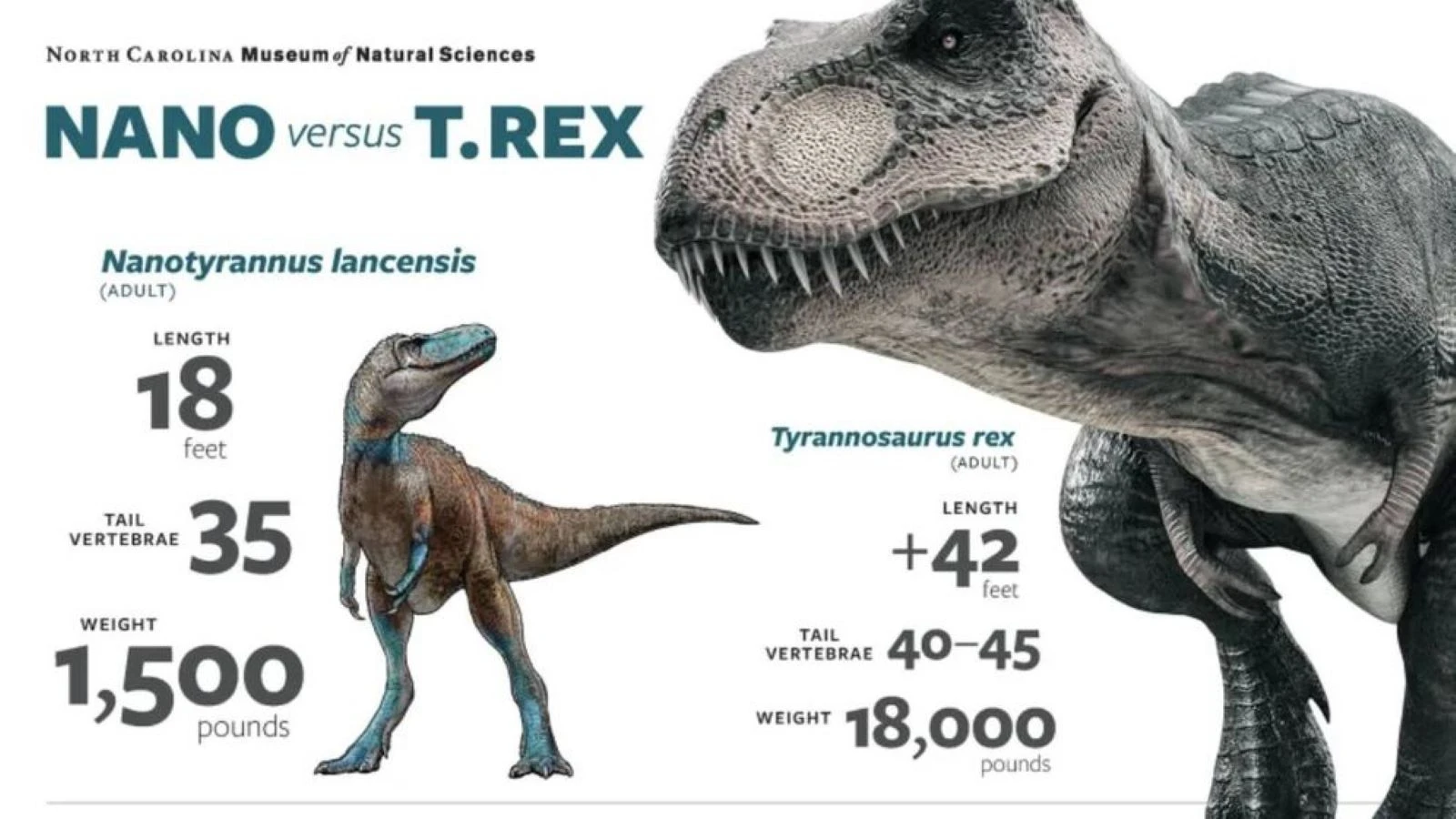 1946’da bulunan fosilin T-Rex olmadığı yıllar sonra anlaşıldı