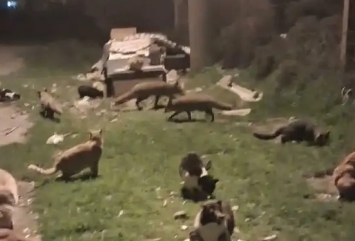 Kedi ve tilkilerin yan yana beslendiği anlar kamerada