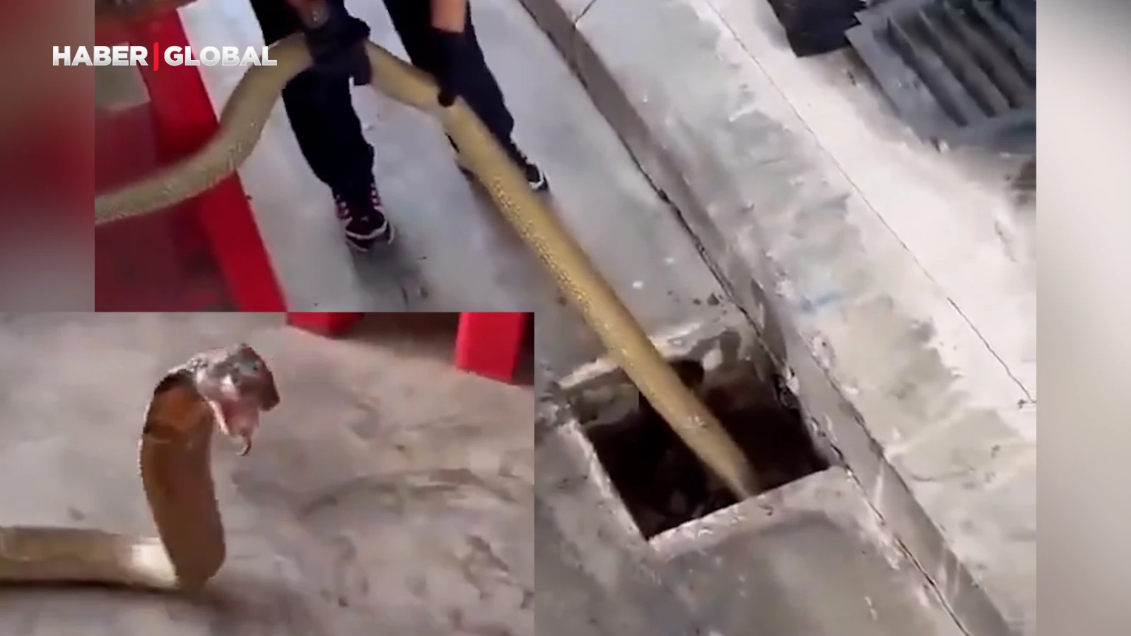 Dev yılan operasyonu izlenme rekoru kırdı, yuvasından böyle uyandırıldı