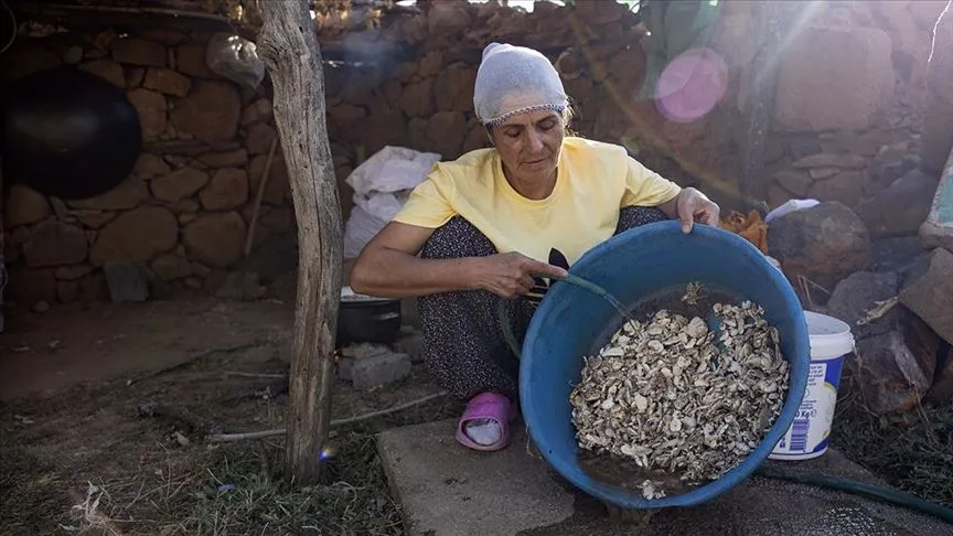 Köylülerin kengerden ürettiği sakızın kilogramı 5 bin liradan alıcı buluyor