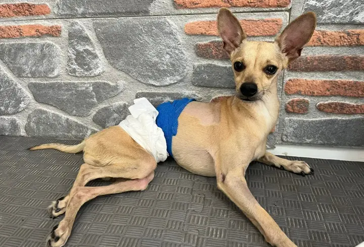 Ayrılan çift, klinikte tedavi gören köpekleri 'Lucky'i terk etti