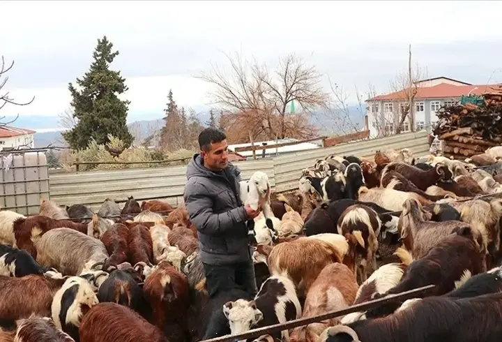 Depremde hayvanlarını kaybetti, devlet desteğiyle sürüsünü yeniden büyüttü