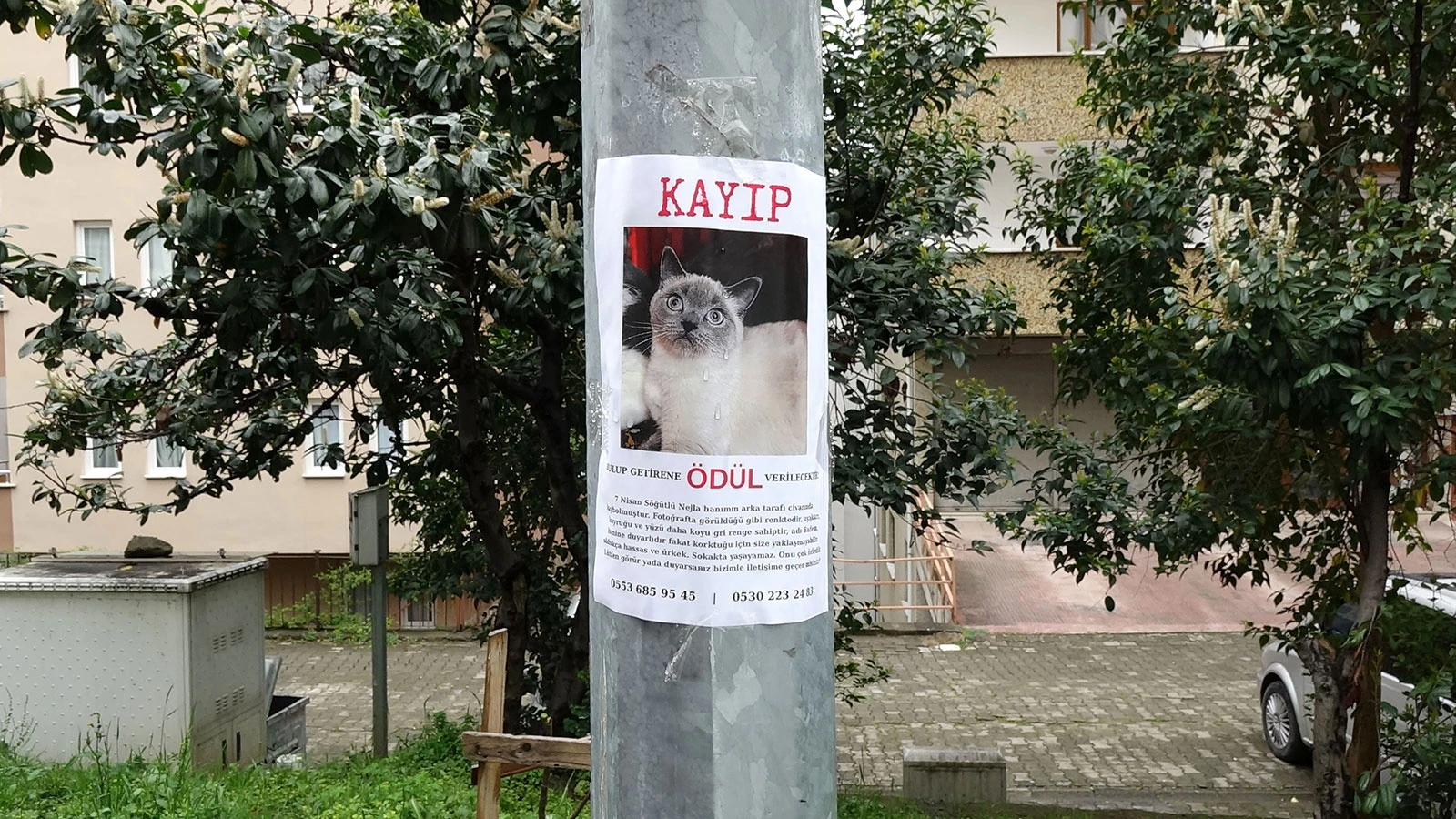Kayıp kedi ‘Badem’i bulan kişi, altınla ödüllendirilecek
