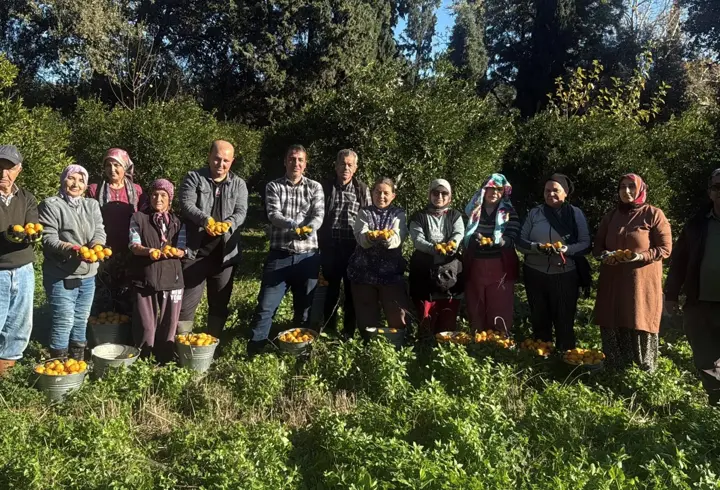Bodrum mandalinası bahçede 15-20, manavlarda 100 liradan satılıyor