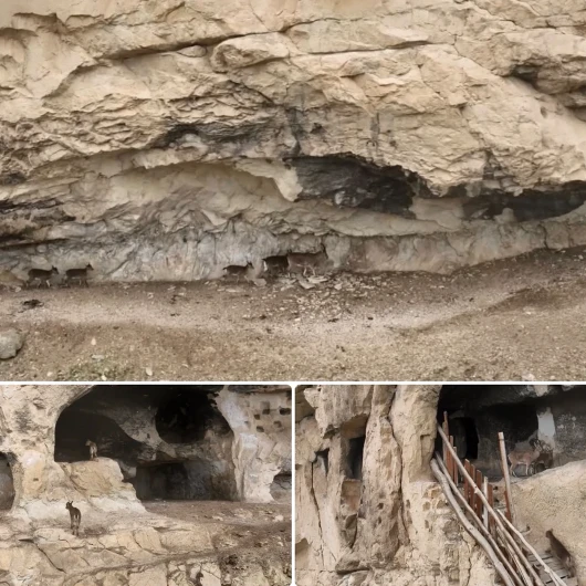 Tunceli'nin Tarihi İn Delikleri'nde Sürpriz Misafir: Merdivenleri Tırmanıp Odalara Girdiler