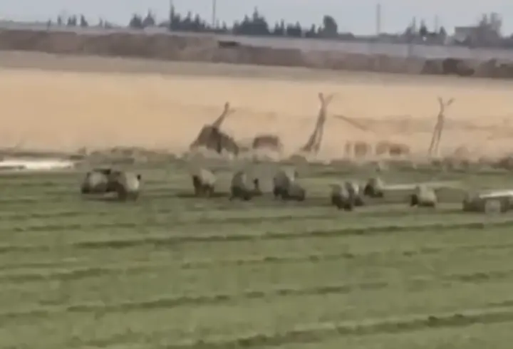 Nusaybin’de yaban domuzu sürüsü ekinlere zarar verdi
