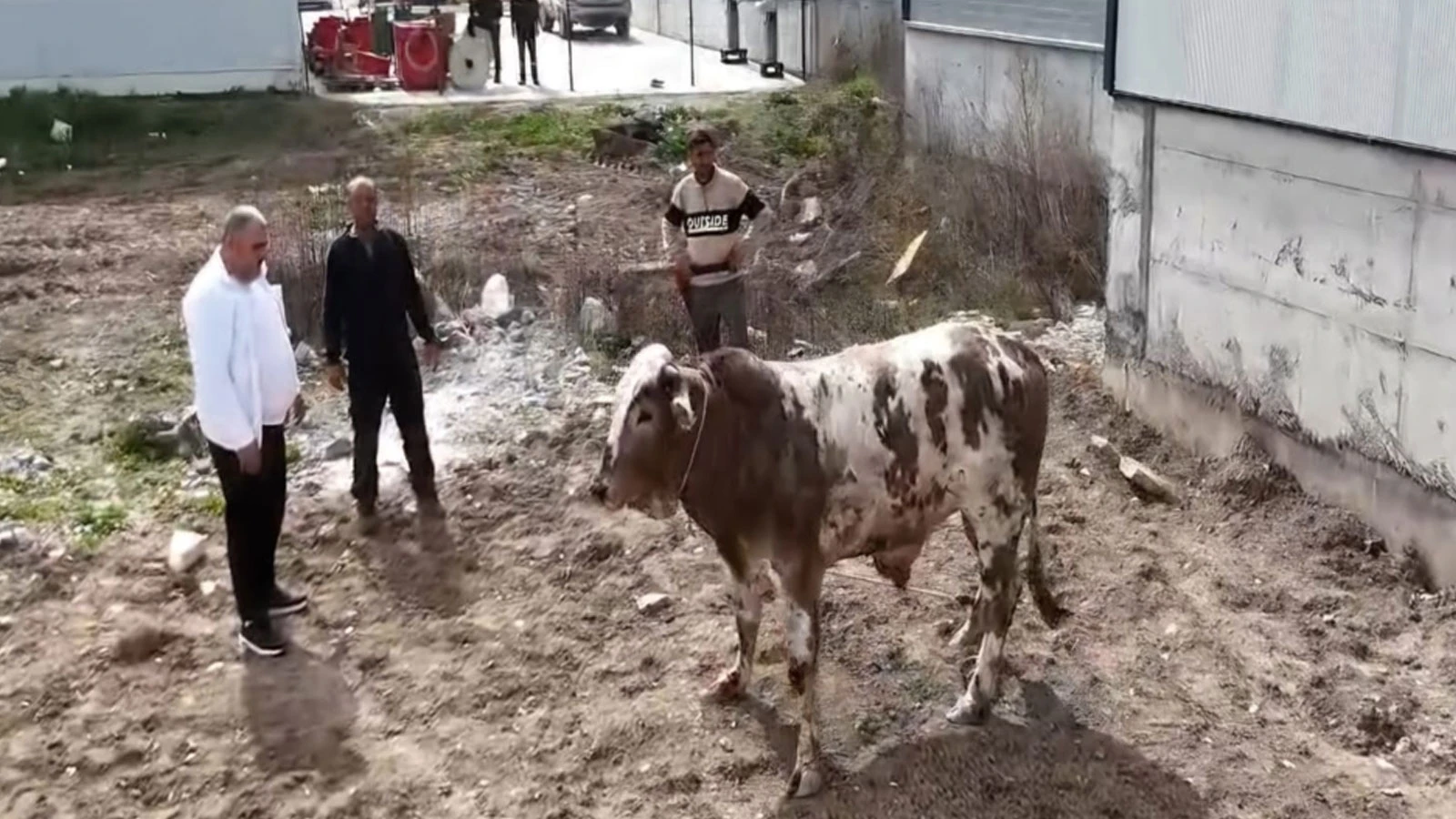 Sahibinin elinden kaçan boğa, trafiği birbirine kattı