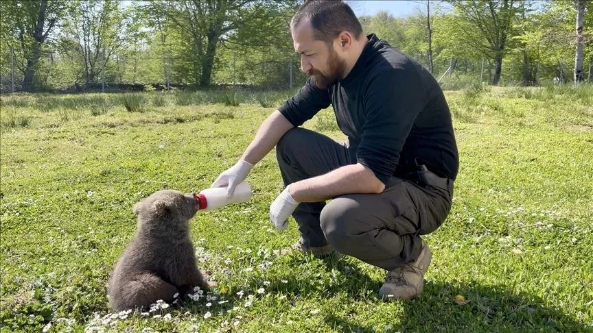 Sinop'ta doğada bulunan 2 ayı yavrusunu veteriner hekimler besledi