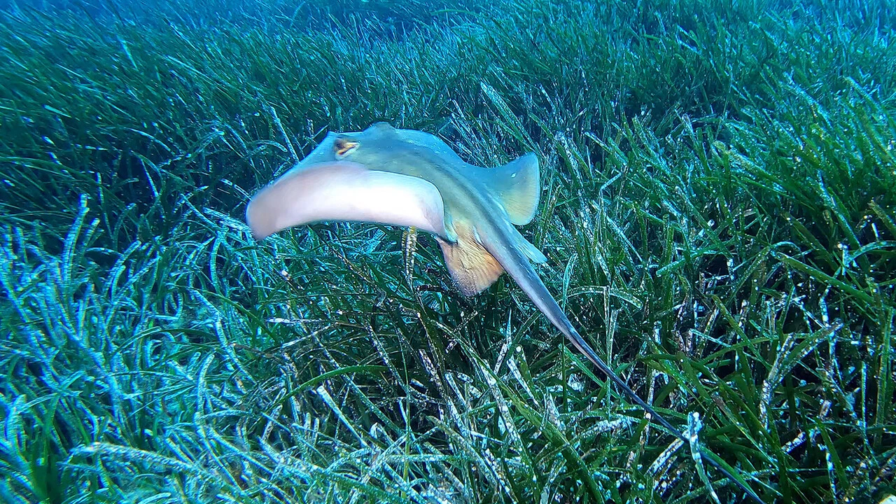 "Akdeniz'in akciğerleri" deniz çayırları görüntülendi