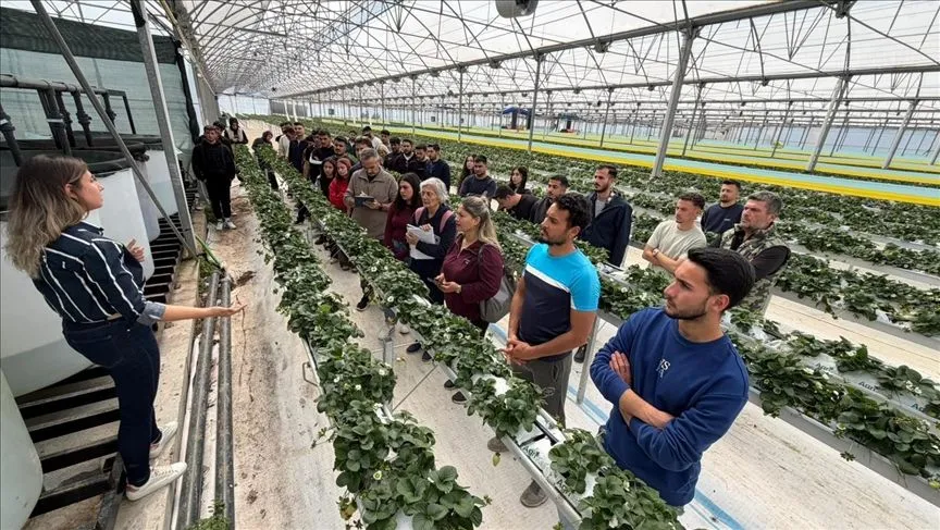 Antalya'da üniversite öğrencileri çilek üretim tesisinde "topraksız tarım"la tanıştı