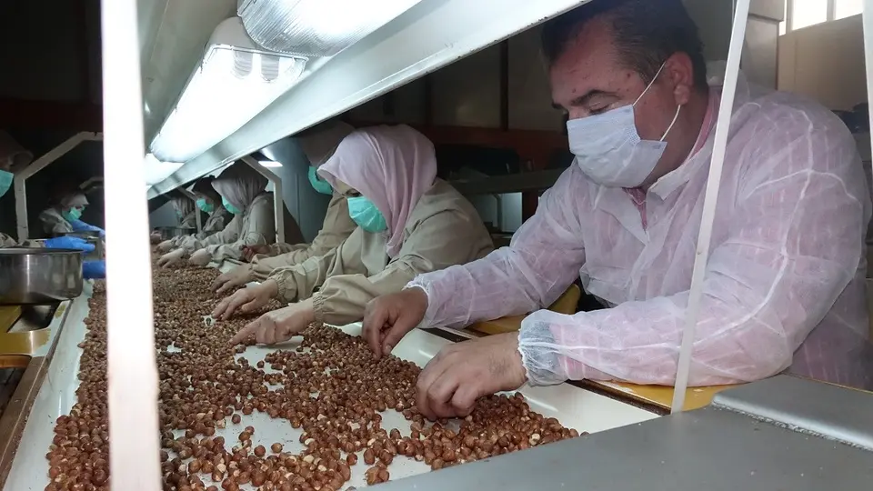 "Fındık kısa zamanda 250-300 TL bandına ulaşabilir"