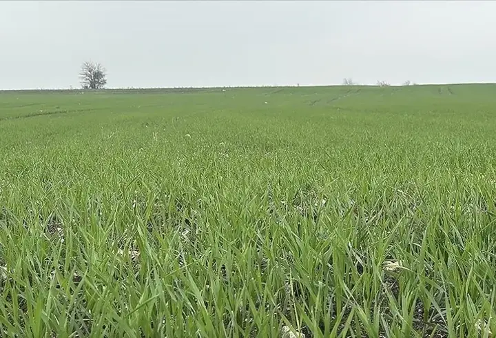 Trakya’da buğday ekiminde yoğun mesai