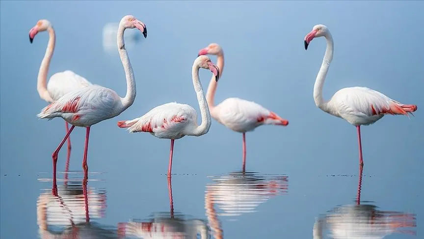 Gediz Deltası, flamingolara ev sahipliği yapıyor