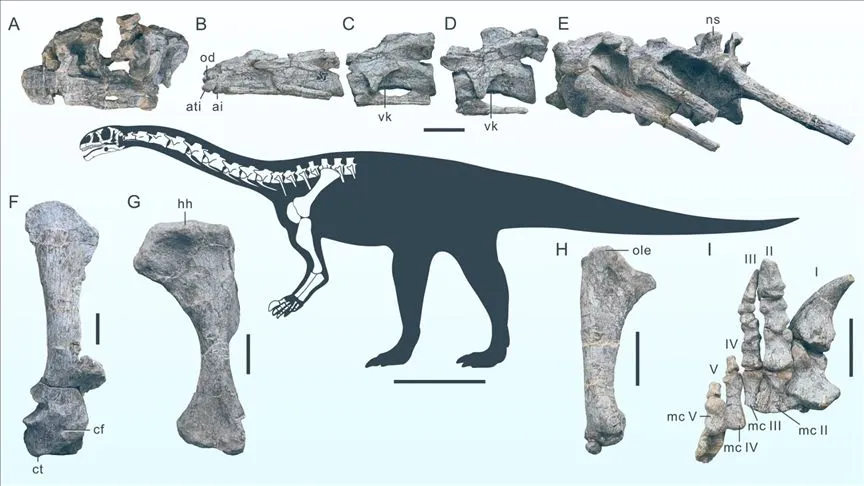 Çin'de yeni bir dinozor türüne ait fosil bulundu