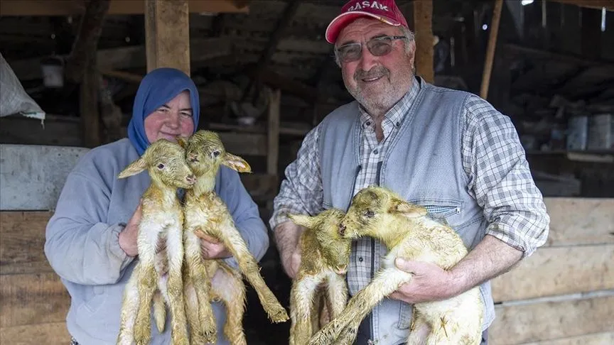 Bolu'da dördüz yavrulayan koyun yetiştiricisini sevindirdi
