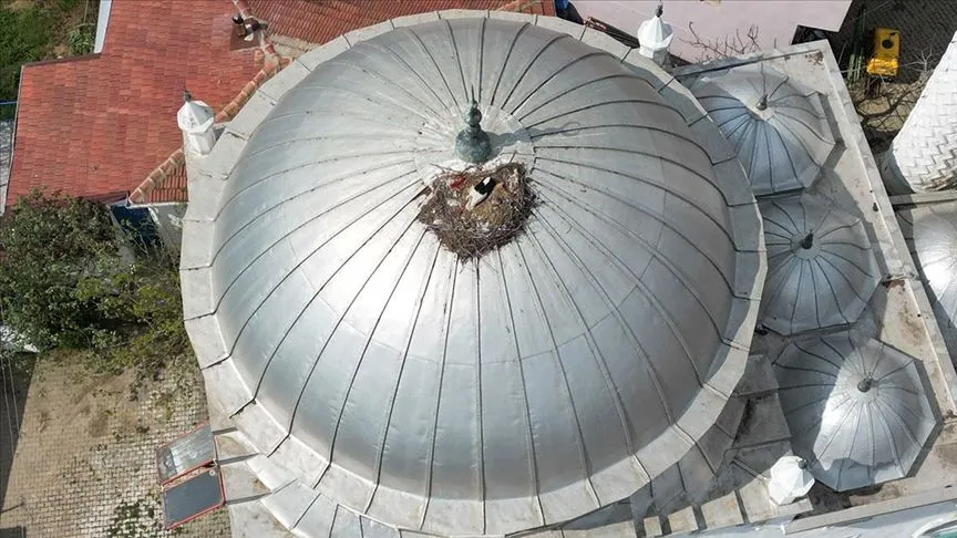 Tekirdağ'da leylekler 10 yıldır aynı cami kubbesine yuva yapıyor