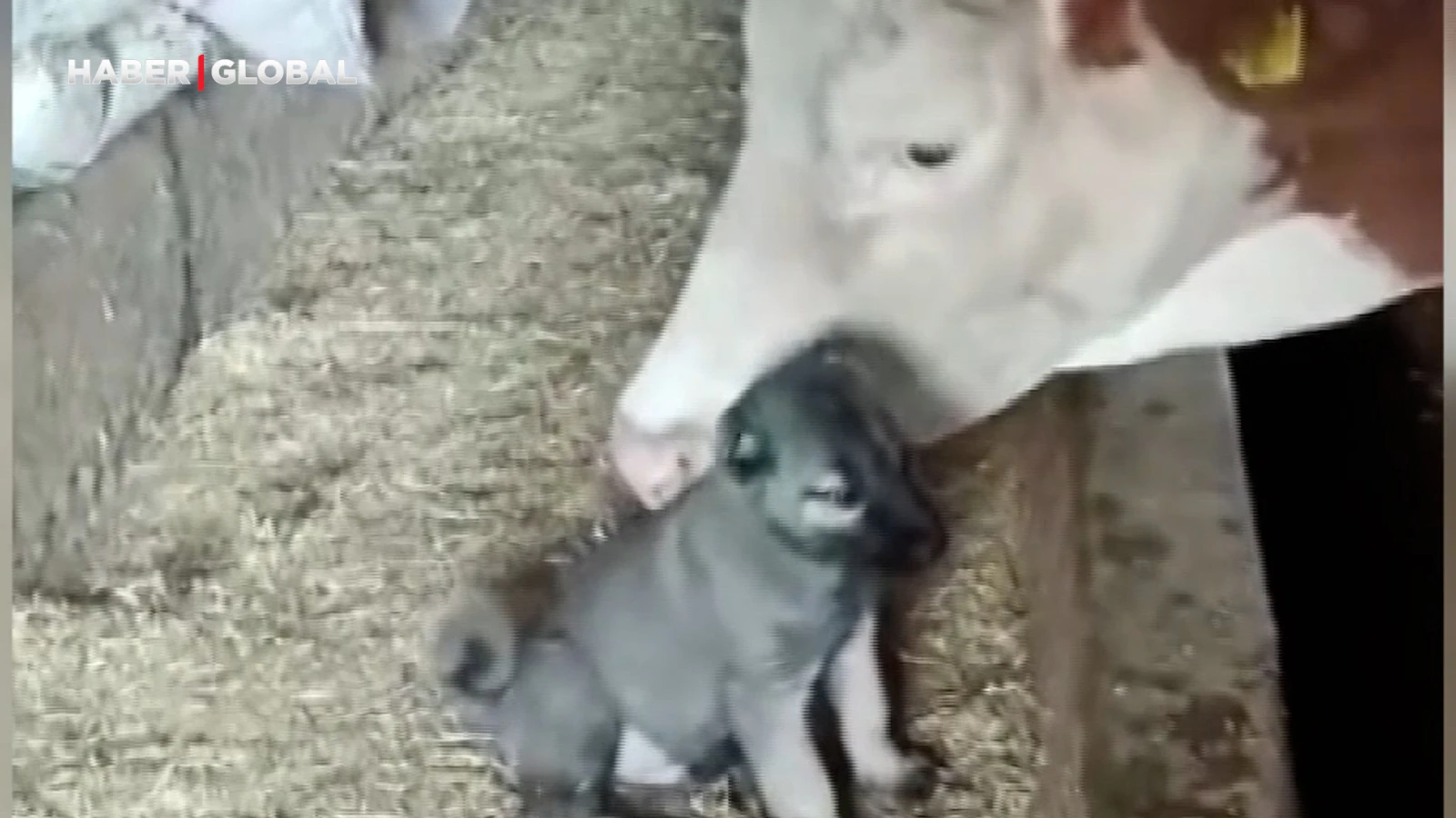 Yalnız kalan yavru kangala inek sahip çıktı