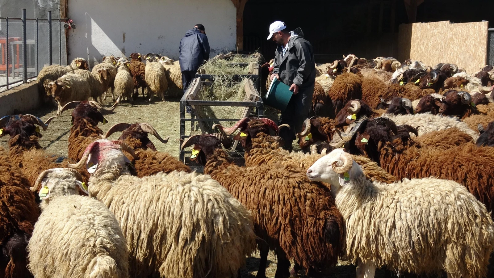 Araştırma merkezinde yetiştirildi, kurbanlık olarak satışa çıkarıldılar