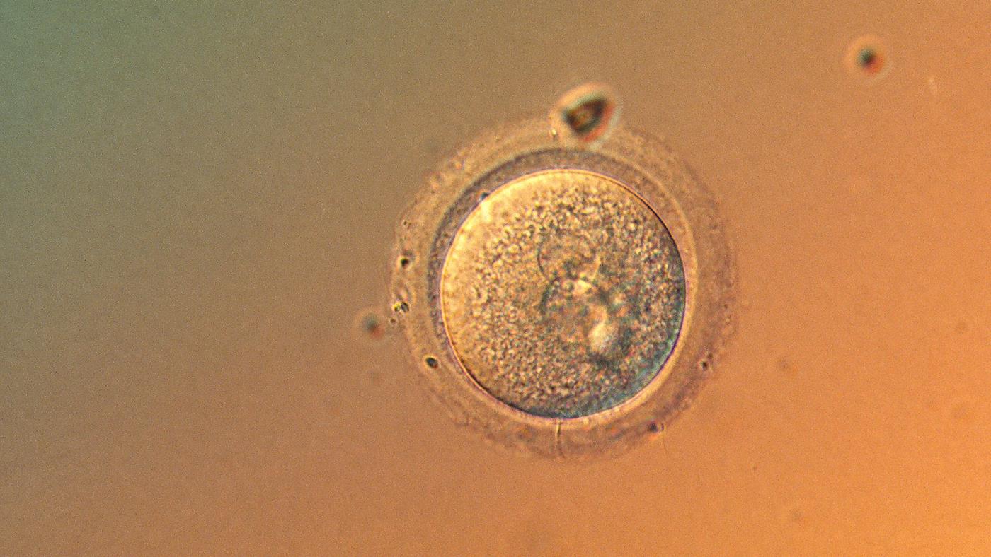 “Görülmemiş bir hassasiyetle” insan embriyosunun DNA’sı düzenledi