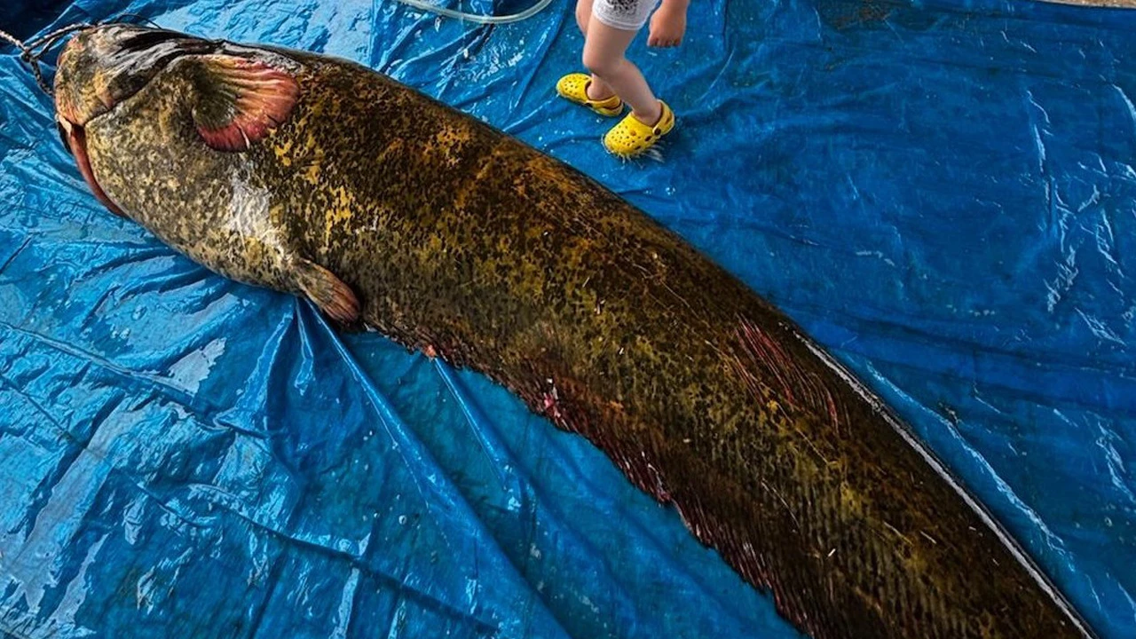 Baraj gölünde dev balık yakalandı! Boyu 2,15 metre, ağırlığı 114 kilo