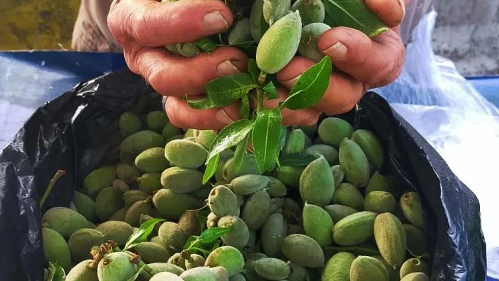 Çağla, Aydın'daki tezgahlarda yerini aldı: Kilosu 250 lira
