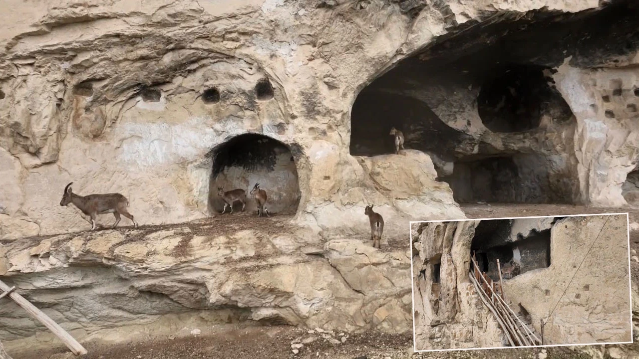 Tunceli’de Yaban Keçilerinin Urartu Tapınağı'na Tırmandı