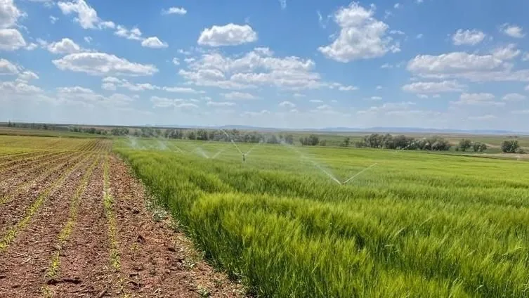 Konya Ovası'nda "iklim dostu" tarım modeli hayata geçiriliyor