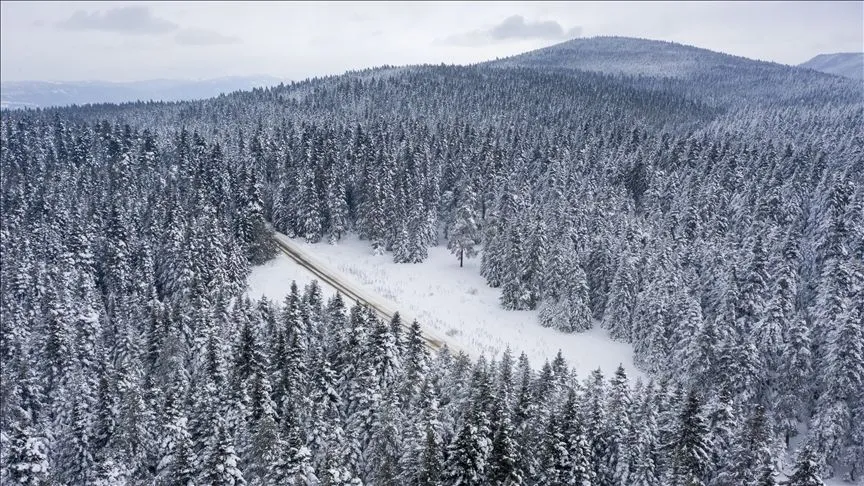 Bolu'da karla kaplı çam ağaçları havadan görüntülendi