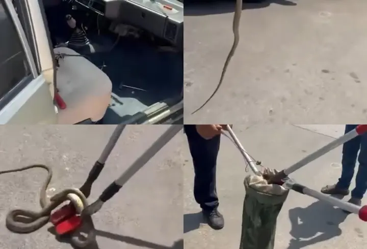 Hastane bahçesinde büyük panik: Otomobilden yılan çıktı