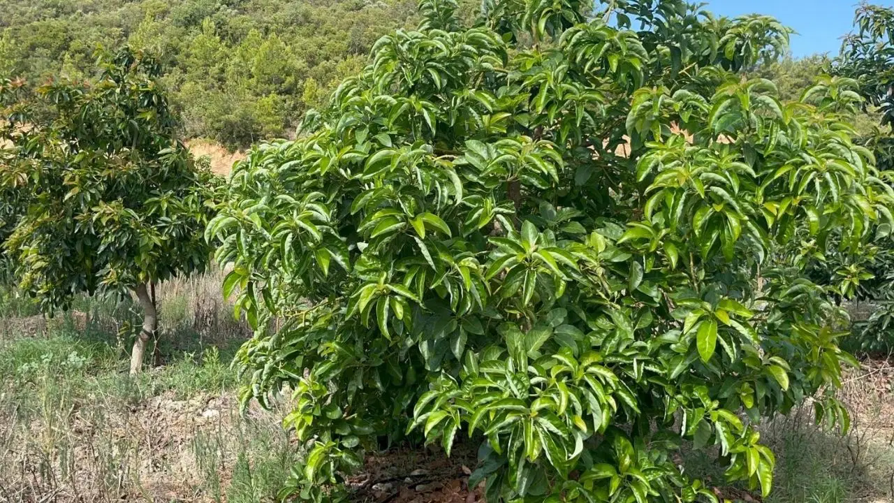 Narenciyenin Tahtını Salladı, Tek Bir Ağaçtan 80 Kilo Fışkırdı! Adana Ovalarında 'Tropikal' Devrim...