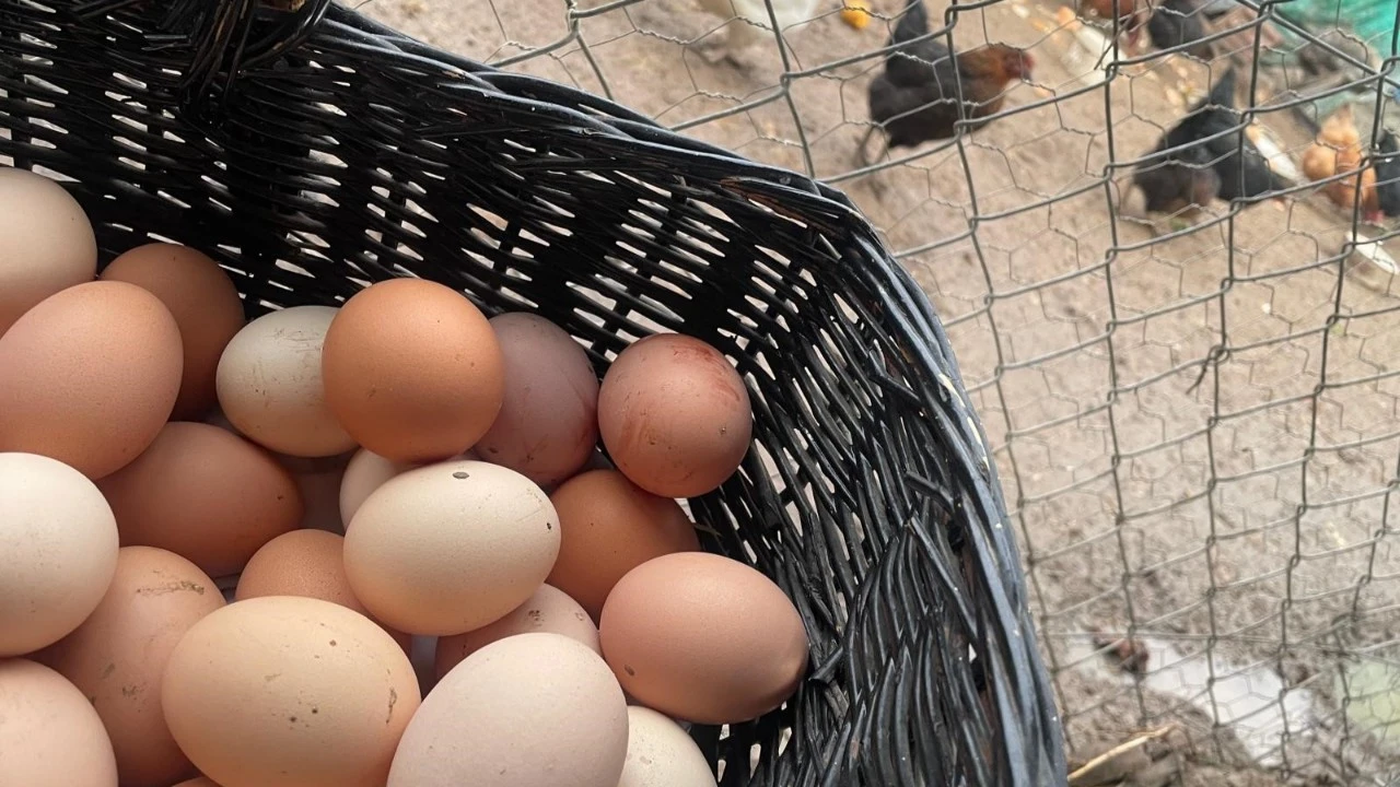 Yumurtada fiyat artışı sürüyor: Okulların açılmasıyla 'Mayıs çukuru' bitecek