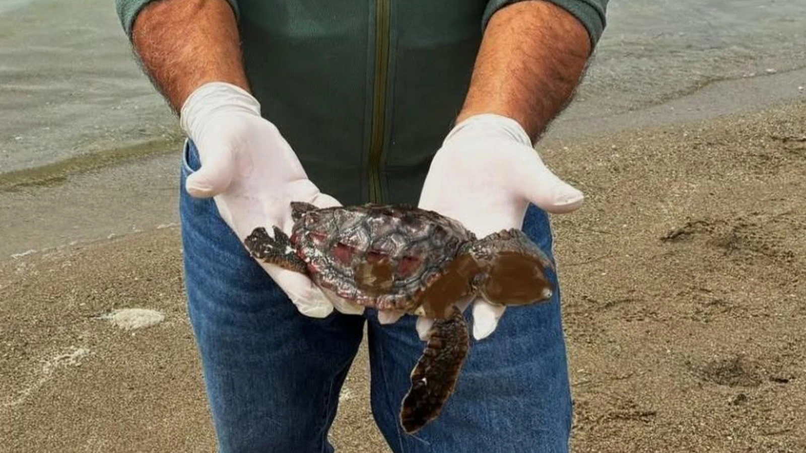 Kuşadası'nda 2 deniz kaplumbağası ölü bulundu