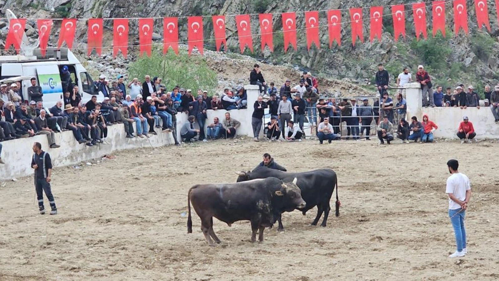 Erzurum'dan ilginç görüntüler! Boğalar sahada sahipleri saha dışında birbirine girdi