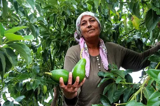 Bir Ağaçtan Tam 80 Kilo Topluyor: Tarlada Fiyatlar Çakıldı! Kilosu 180 Liradan Satılıyordu...