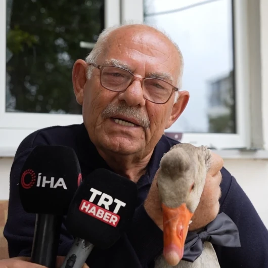 Sürüden Dışlanan Kaz Kendisini Koruyan İsmail Dede'yi Ailesi Benimsedi