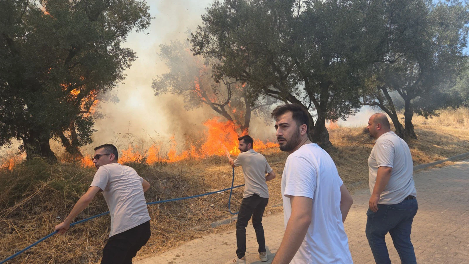 Bursa'da 20 zeytin ağacı yandı, 2 çocuk gözaltına alındı