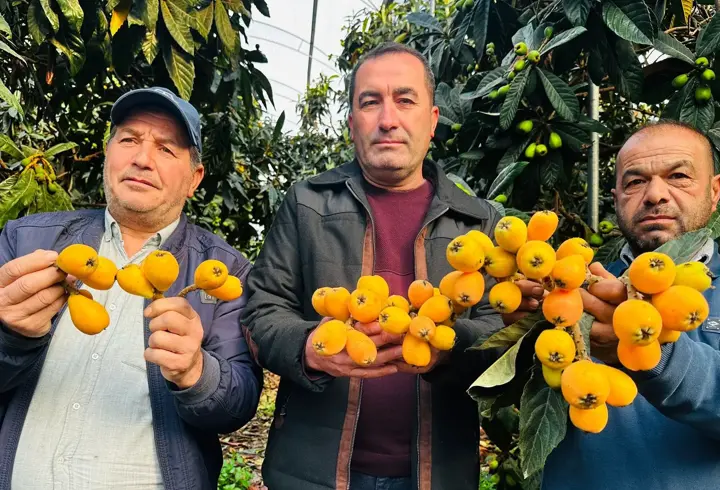 Mersin'de hasadına başlanan turfanda yenidünya kilosu bin 500 TL'ye ihraç ediliyor