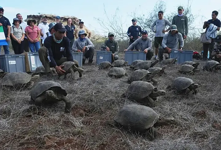 İnsanoğlu sonunu getirmişti: Yok oluşun ardından 150 yıl sonra geri dönüyorlar