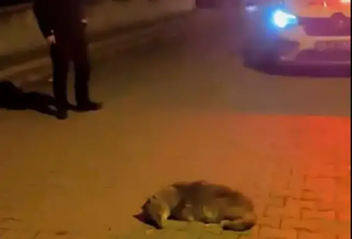 Samsun'da bitkin halde bulunan yavru çakal, tedaviye alındı