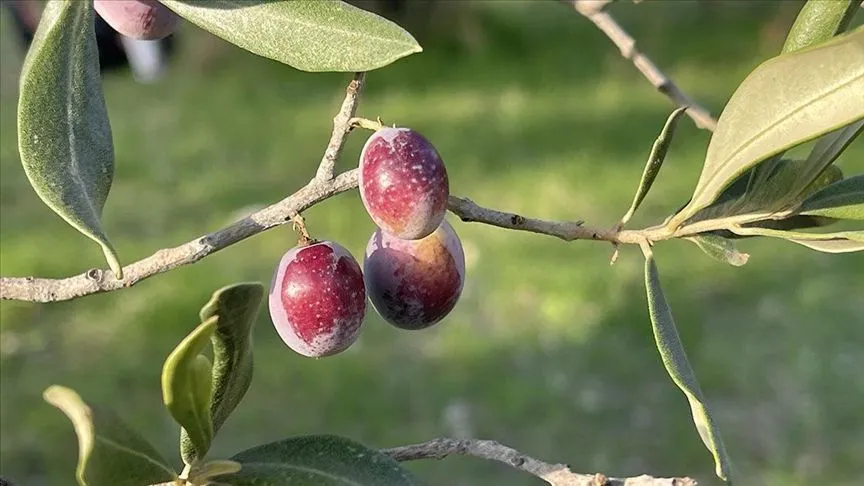 Türkiye'de 2 milyon 450 bin ton zeytin rekoltesi bekleniyor