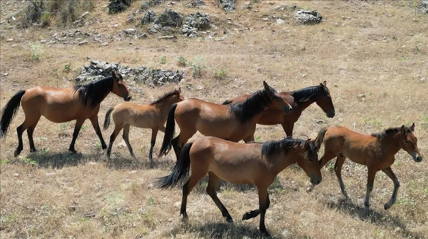 Isparta'da yılkı atlarının yaşam alanını iklim değişikliği belirliyor